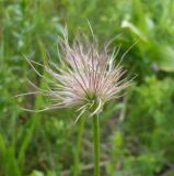 Pulsatilla