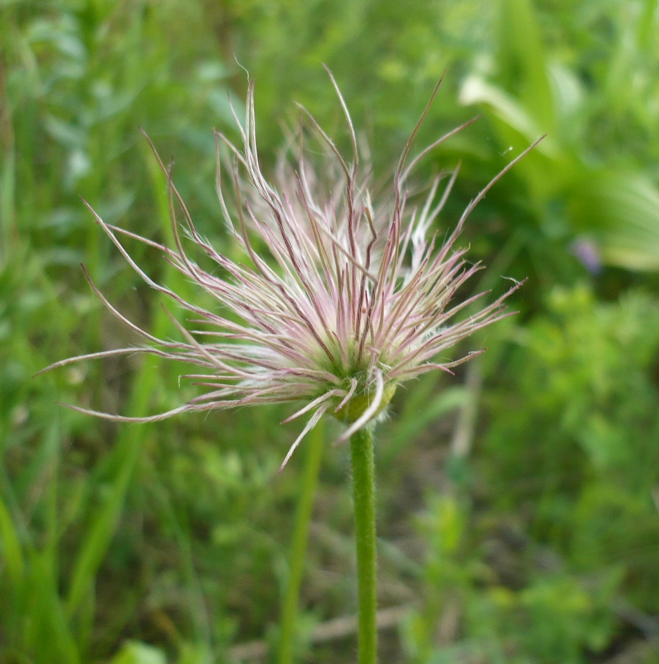 Изображение особи род Pulsatilla.