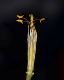 Hymenosporum flavum