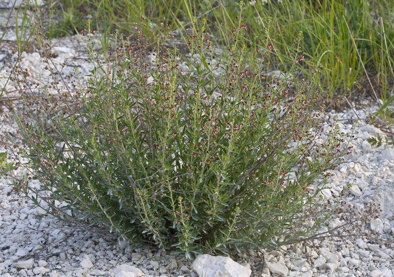 Image of Scrophularia cretacea specimen.