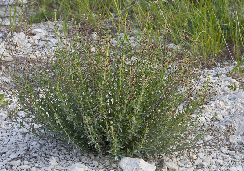 Изображение особи Scrophularia cretacea.