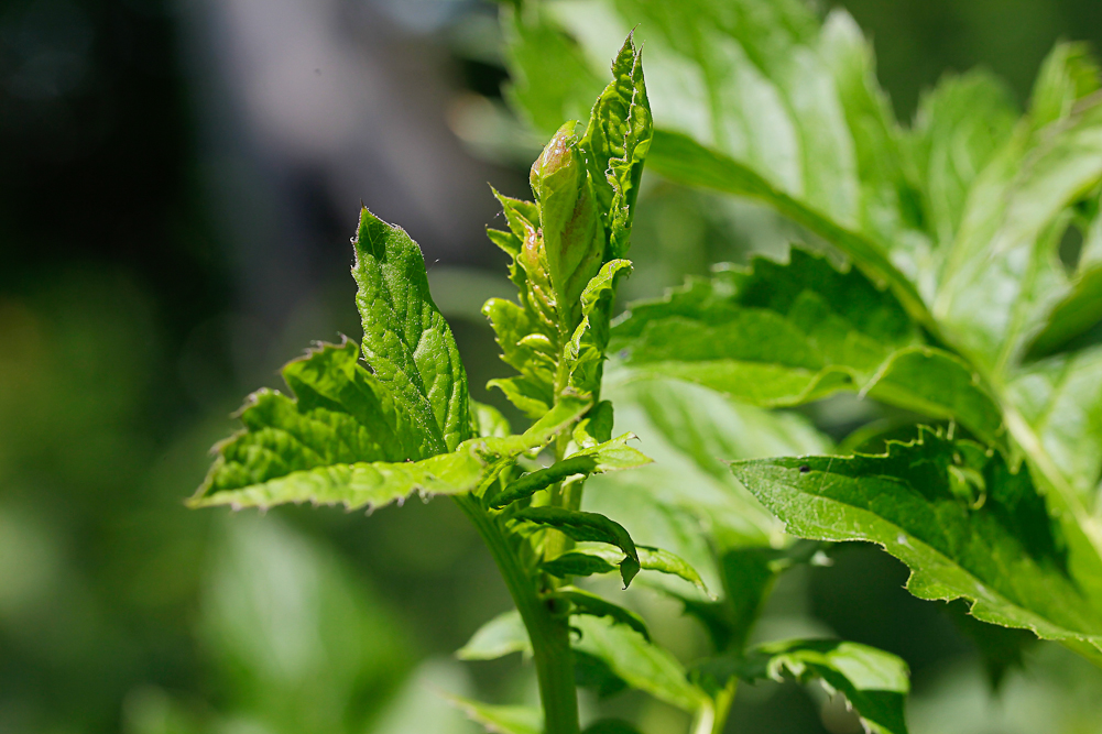 Изображение особи Serratula coronata.