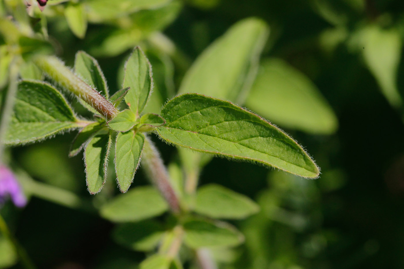 Изображение особи Origanum vulgare.