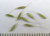 Calamagrostis arundinacea