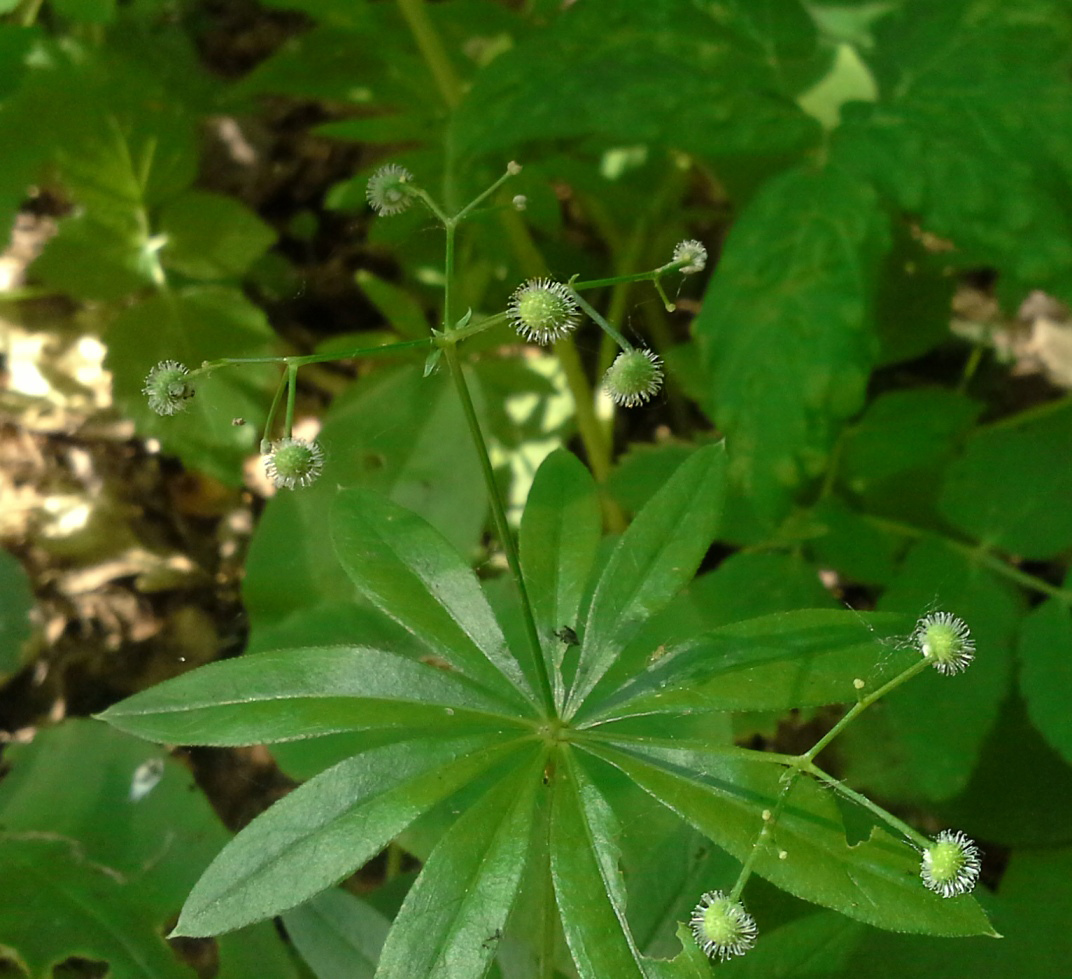 Image of Galium odoratum specimen.