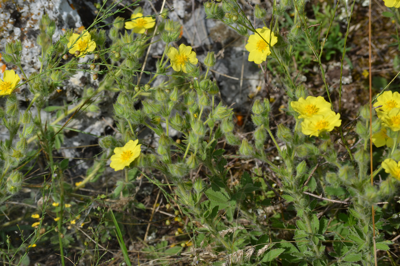 Image of Potentilla callieri specimen.