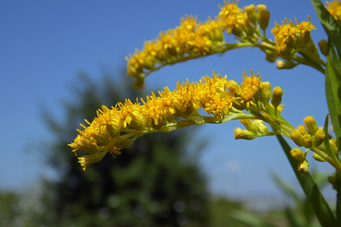 Изображение особи Solidago gigantea.