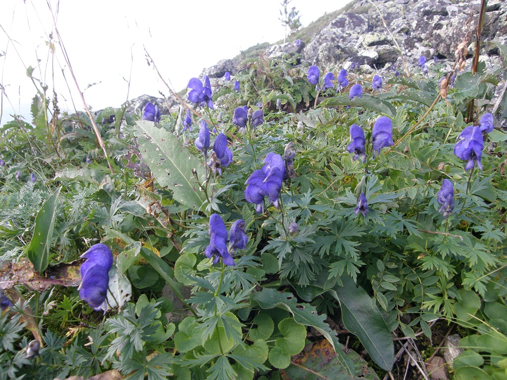 Изображение особи Aconitum paskoi.