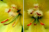 Verbascum phlomoides