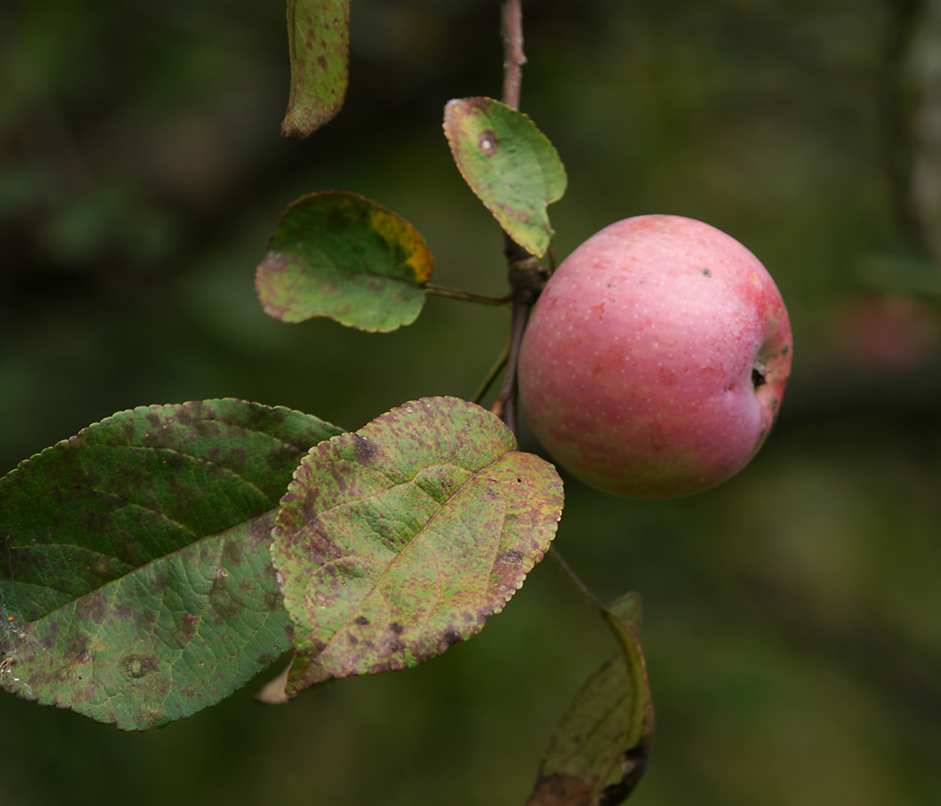 Изображение особи Malus domestica.