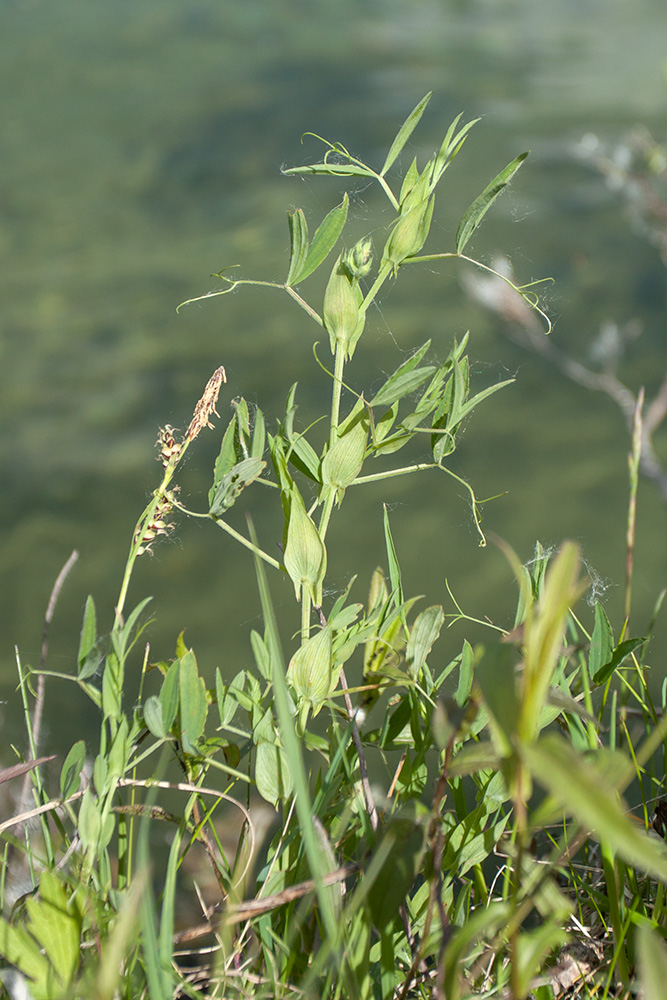 Изображение особи Lathyrus pratensis.