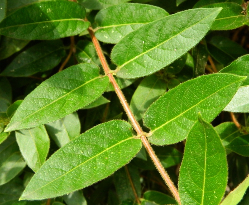 Image of Lonicera acuminata specimen.