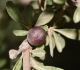 Rhamnus lycioides