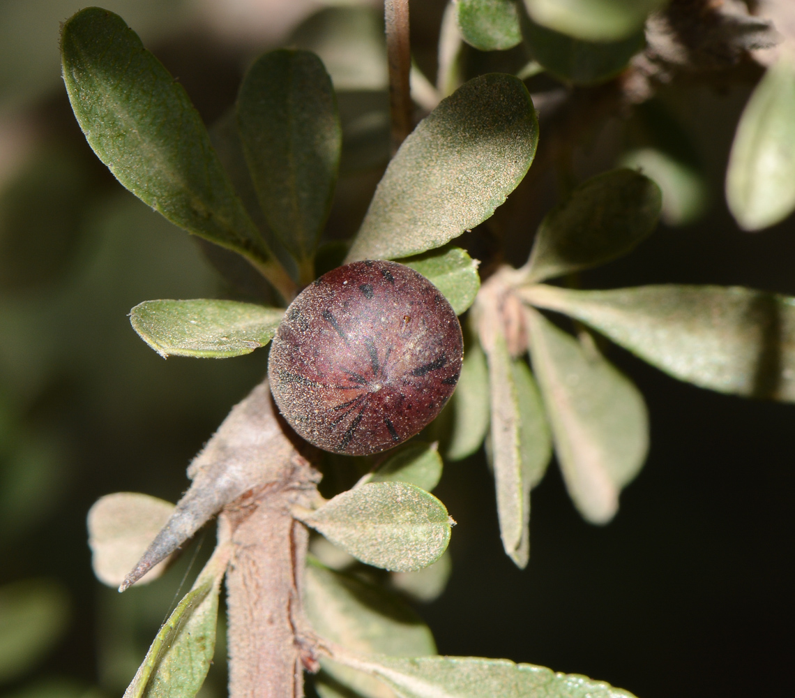Изображение особи Rhamnus lycioides.