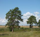 Pinus sylvestris. Взрослые растения. Пензенская обл., Каменский р-н, с. Большие Верхи, насаждения вдоль оврага. 10 августа 2016 г.