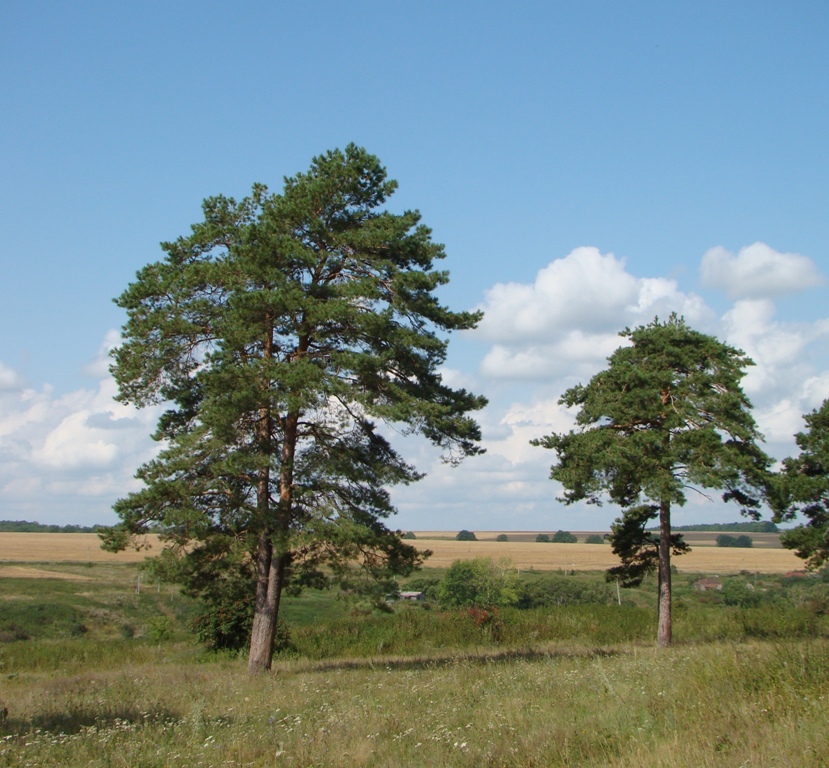 Изображение особи Pinus sylvestris.