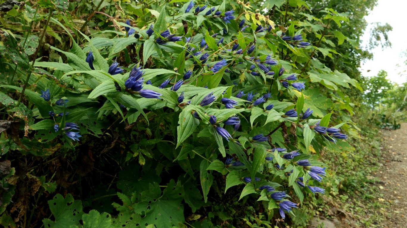 Image of Gentiana schistocalyx specimen.