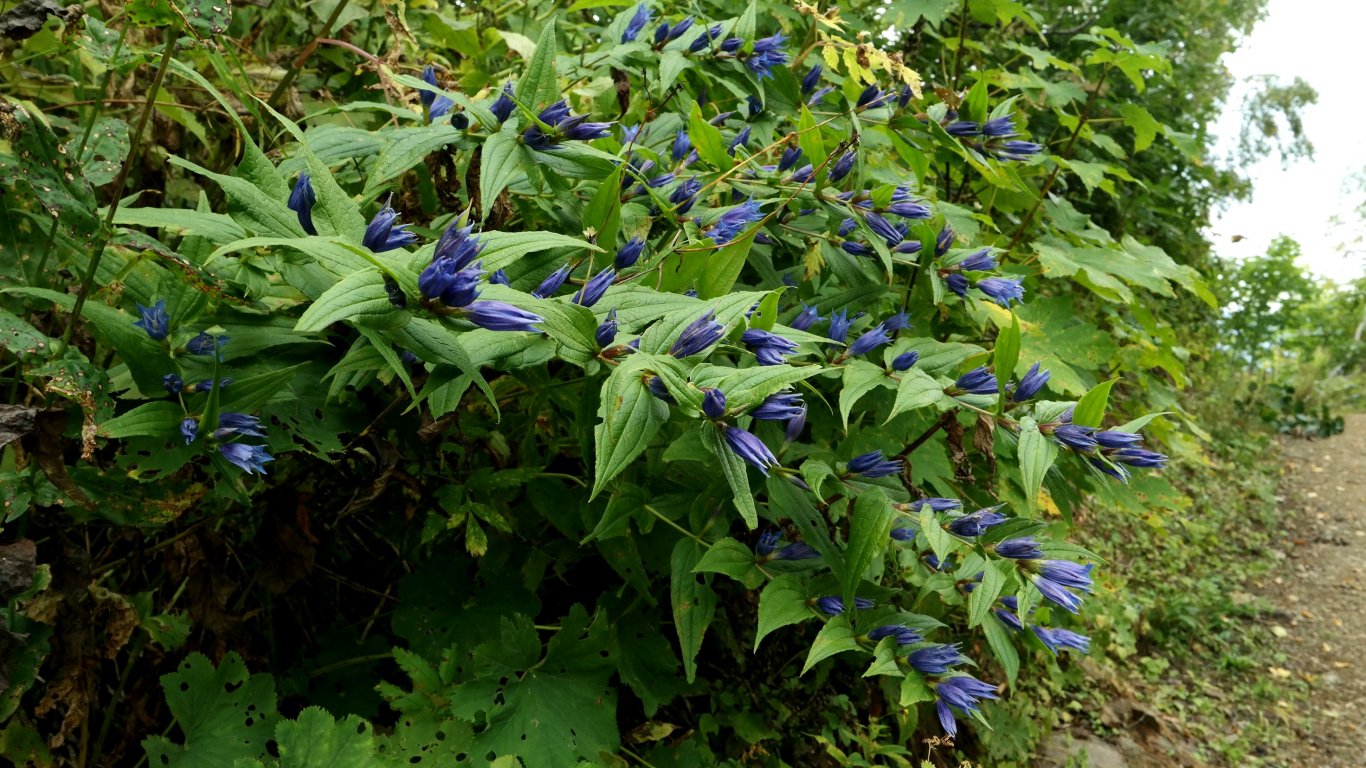 Изображение особи Gentiana schistocalyx.