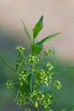 Euonymus europaeus. Веточка с соцветиями. Республика Алтай, Шебалинский р-н, с. Камлак, Горно-Алтайский ботанический сад, экспозиция. 27.05.2016.