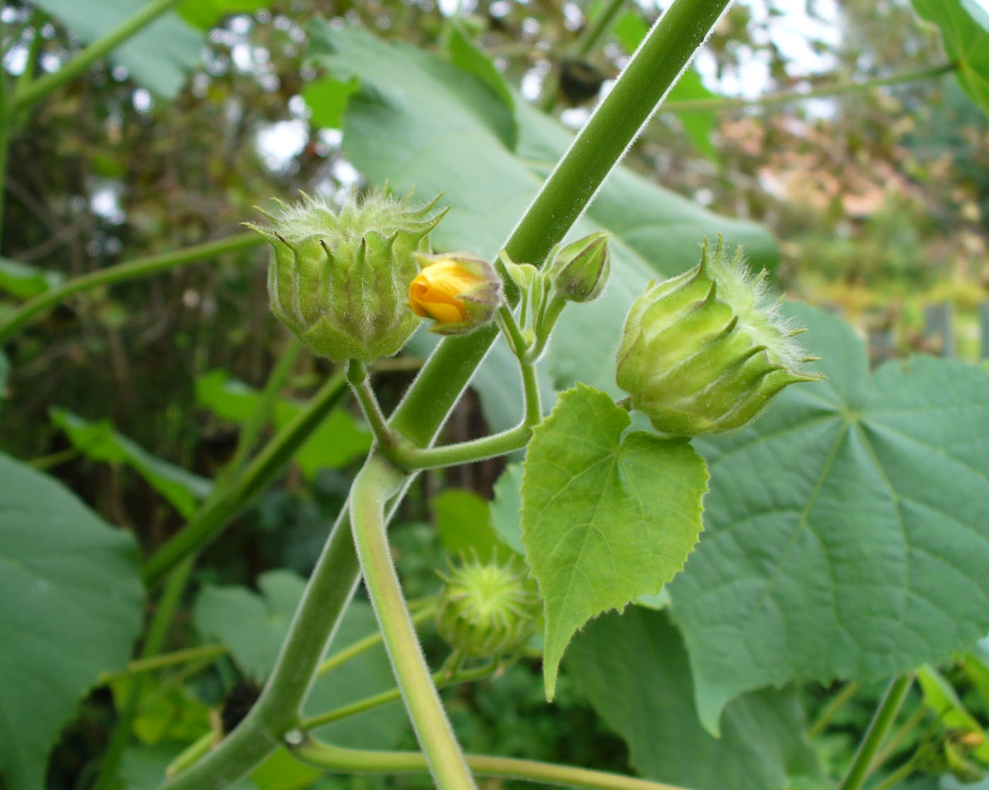 Image of Abutilon theophrasti specimen.