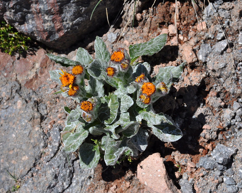 Image of Tephroseris karjaginii specimen.