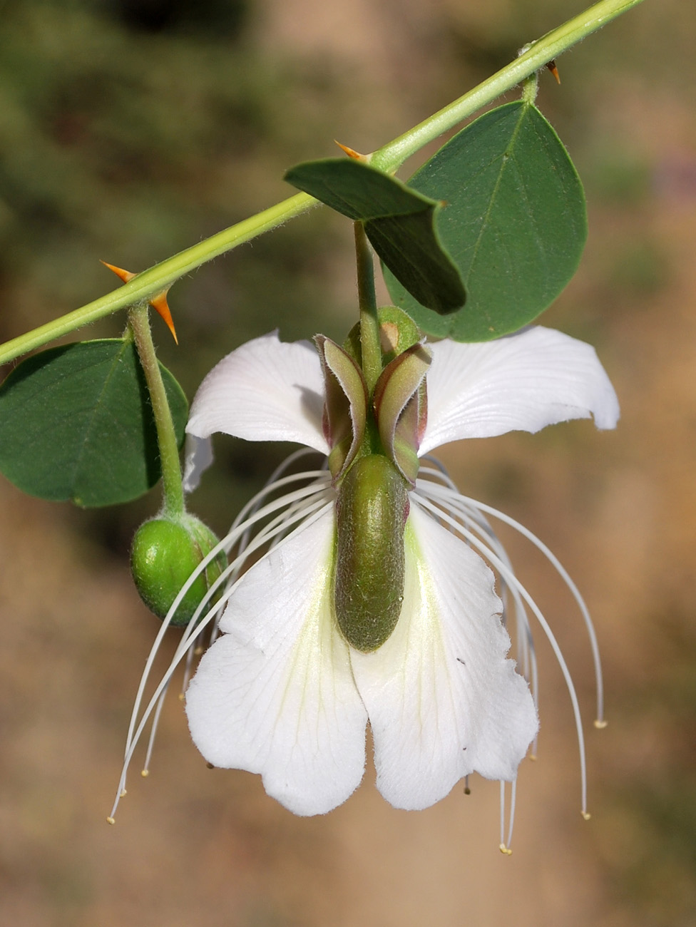 Image of Capparis herbacea specimen.