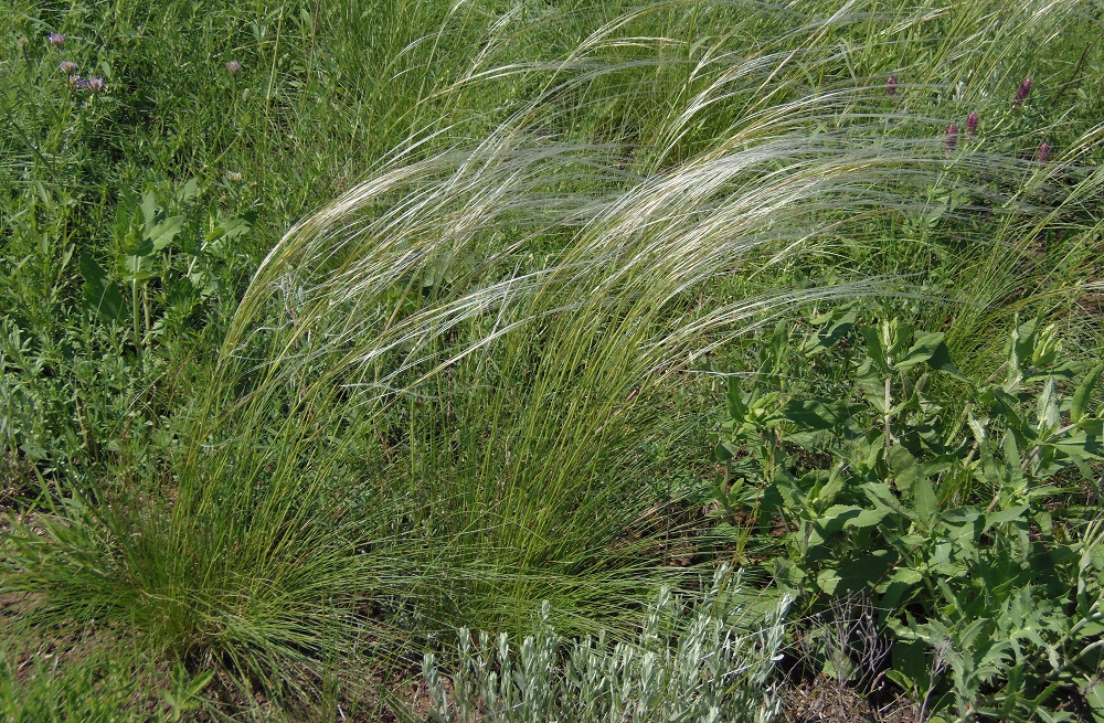 Image of Stipa dasyphylla specimen.