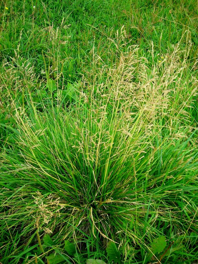 Image of Deschampsia cespitosa specimen.