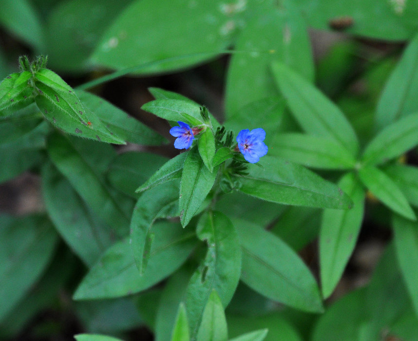 Изображение особи Aegonychon purpureocaeruleum.