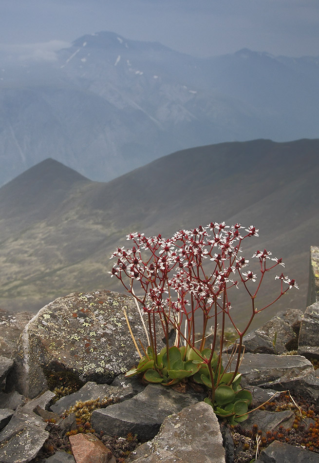 Image of Micranthes melaleuca specimen.