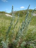 Artemisia sericea. Зацветающие растения. Ульяновская обл., Карсунский р-н, окр. с. Теньковка, гряда мергелисто-меловых склонов к р. Урень и её правому притоку к северу и востоку от села. 7 июля 2015 г.