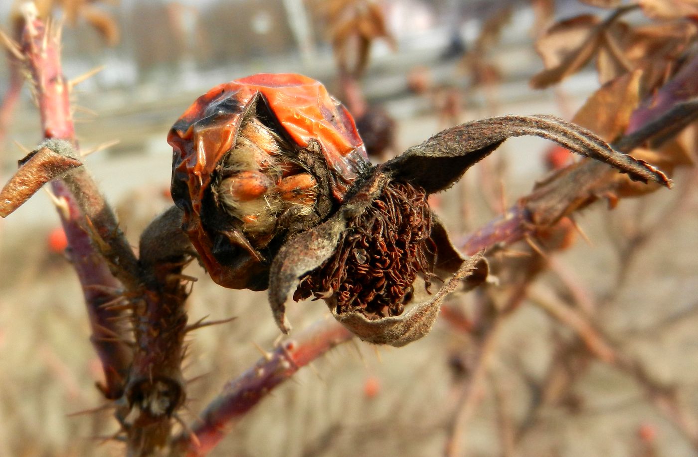 Image of Rosa rugosa specimen.