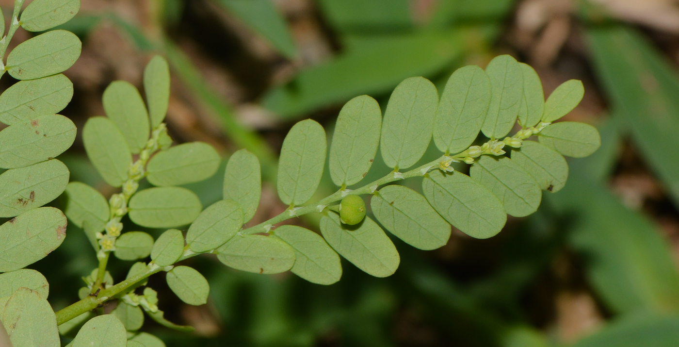 Изображение особи Phyllanthus amarus.