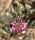 Image of taxon representative. Author is Роланд Цандекидис