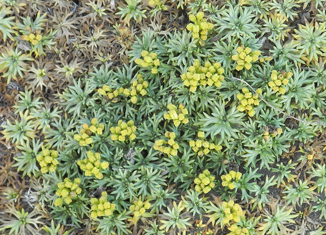 Image of Azorella trifurcata specimen.