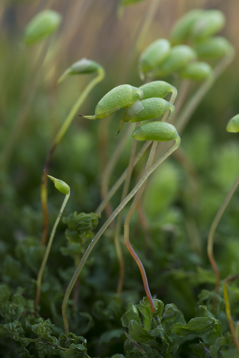 Изображение особи Plagiomnium cuspidatum.