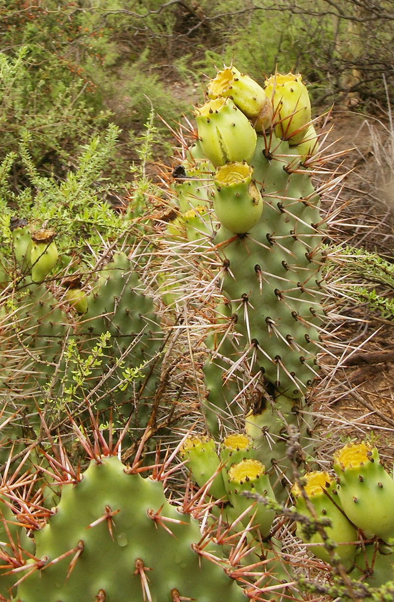 Image of Opuntia sulphurea specimen.