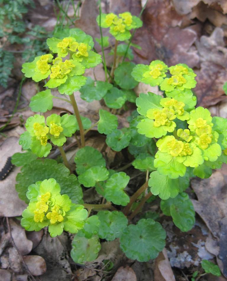 Изображение особи Chrysosplenium alternifolium.