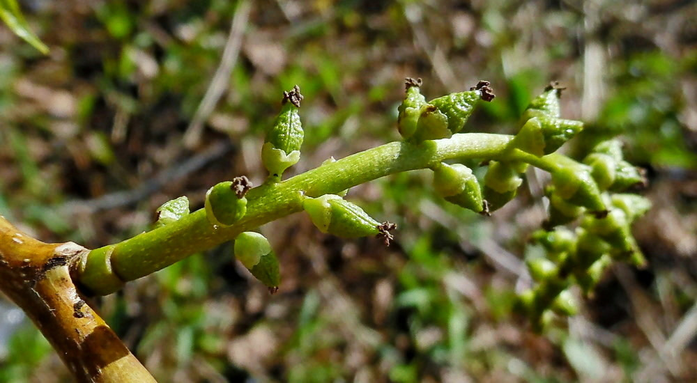Изображение особи Populus &times; sibirica.