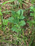 Clinopodium vulgare. Вегетирующее растение. Московская обл., Красногорский р-н, Лохин остров, у лесной тропы. 20.05.2017.