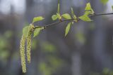 Betula pendula