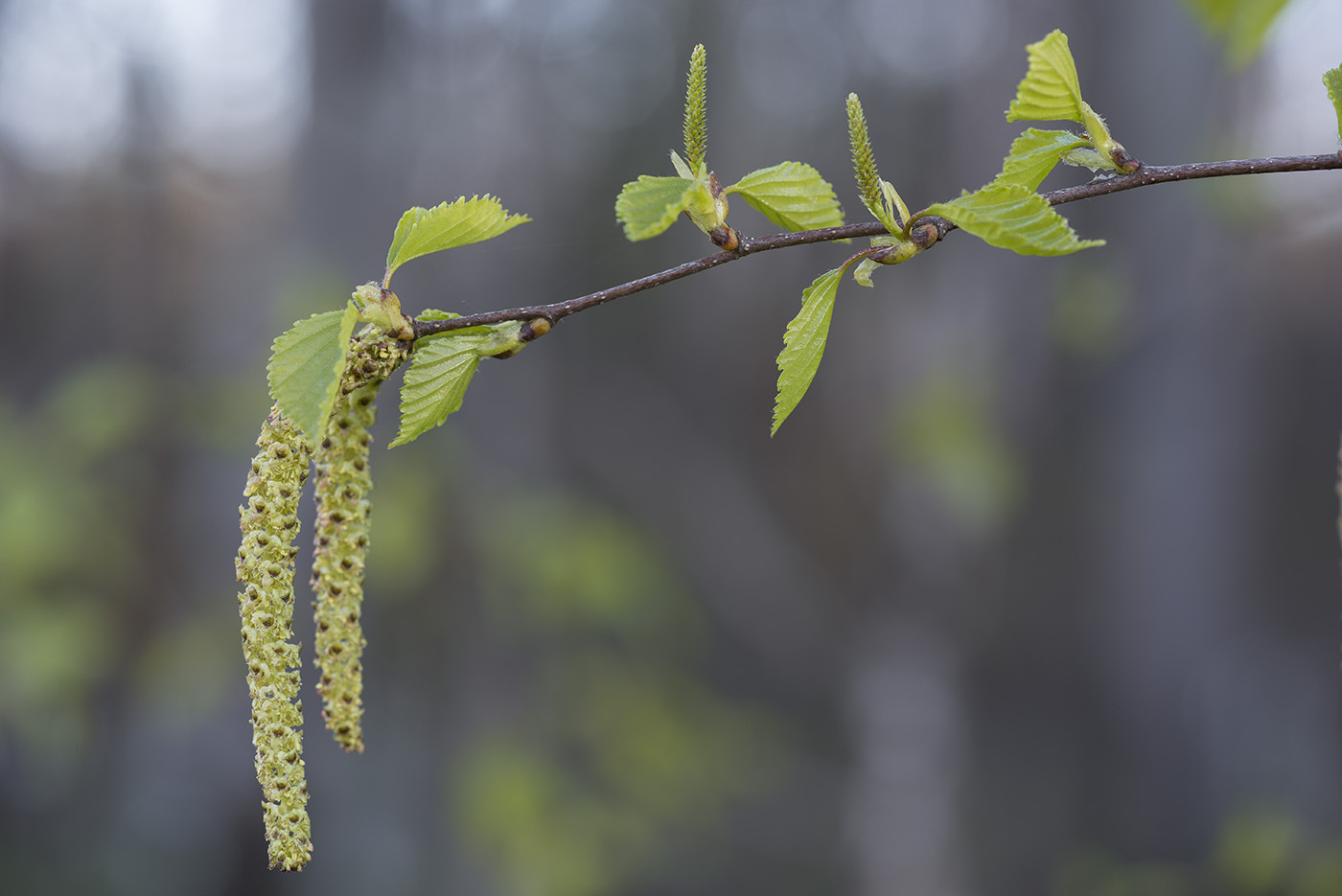 Image of Betula pendula specimen.