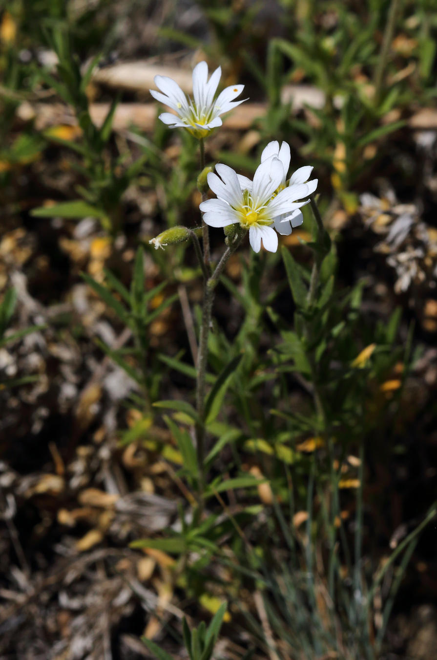 Image of Cerastium arvense specimen.