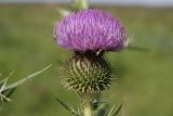 Cirsium serrulatum