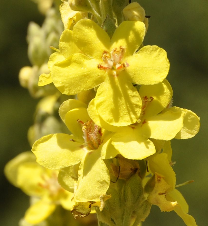 Изображение особи Verbascum speciosum.