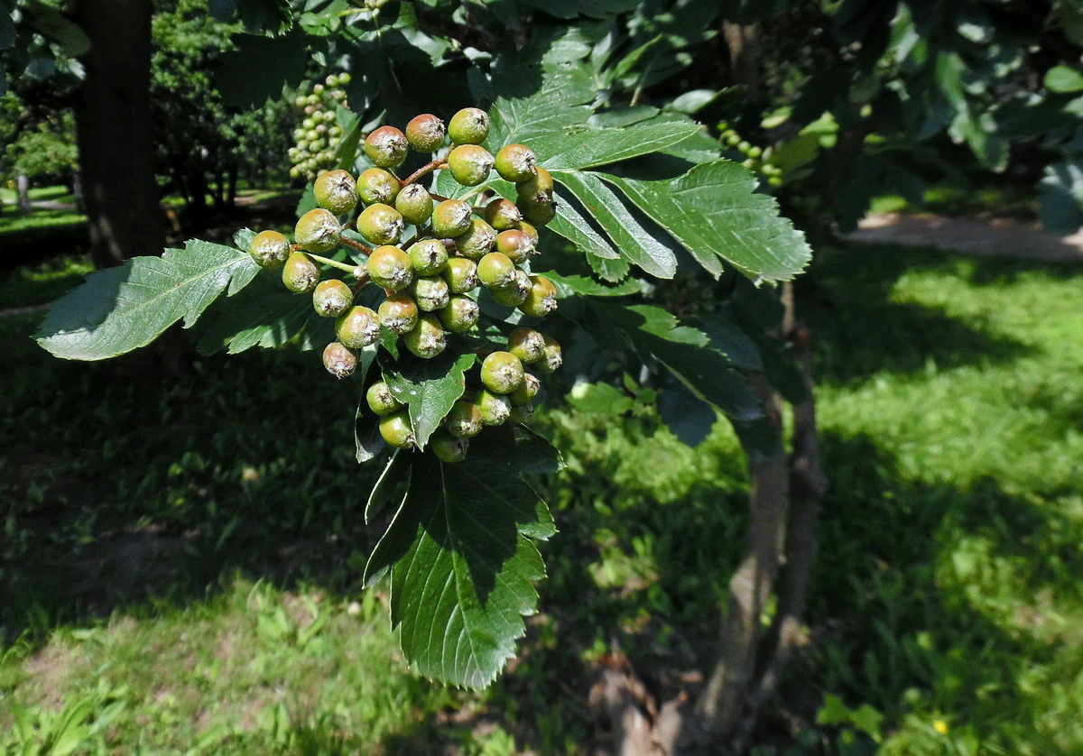 Изображение особи Sorbus intermedia.