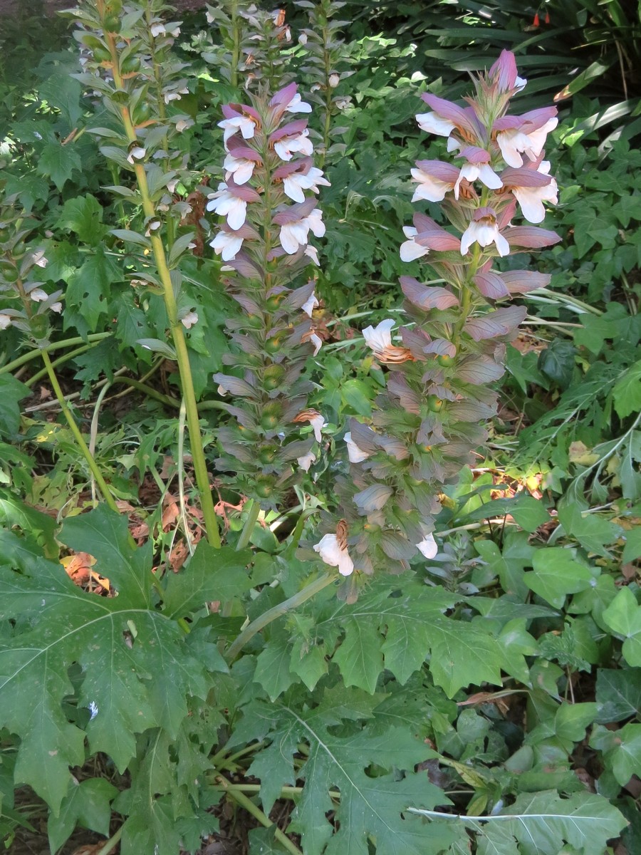 Изображение особи Acanthus mollis.