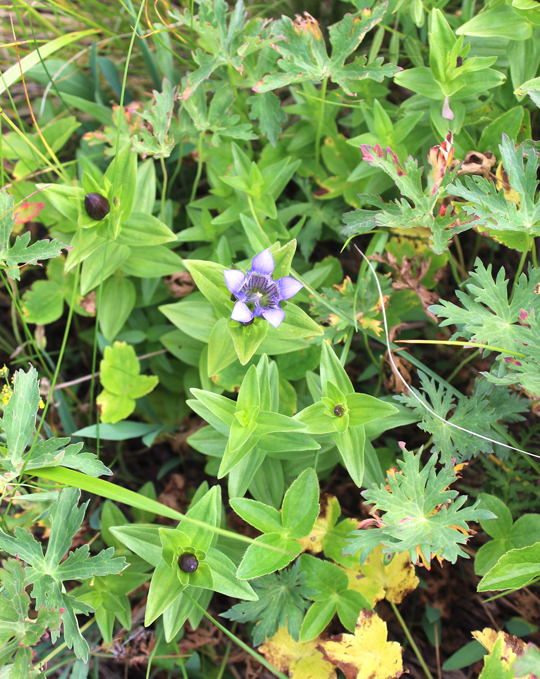 Изображение особи Gentiana septemfida.