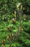 Aconitum septentrionale. Верхушка соплодия. Новосибирская обл., г. Новосибирск, Академгородок, берёзово-сосняк орляковый. 6 августа 2017 г.