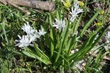 Scilla puschkinioides